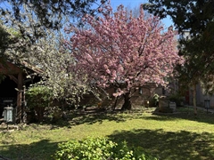 kuće   Beograd  Gardoš    Novogradska